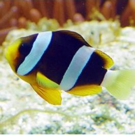 Amphiprion Clarkii : 4 à 5 cm élevage 17,90 €