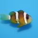 Amphiprion Clarkii : 4 à 5 cm élevage 17,90 €