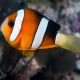 Amphiprion Clarkii : 4-6 cm 19,90 €