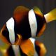 Amphiprion Clarkii : 4-6 cm 19,90 €