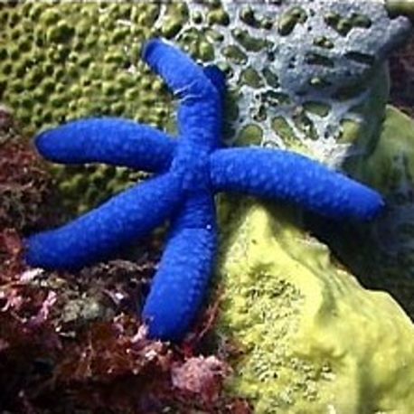 Linckia laevigata - étoile de mer bleue 5-8 cm 24,90 €