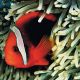 Amphiprion Frenatus : 2 à 3 cm  Elevage