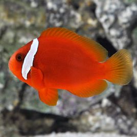 Amphiprion Frenatus : 2 à 3 cm  Elevage