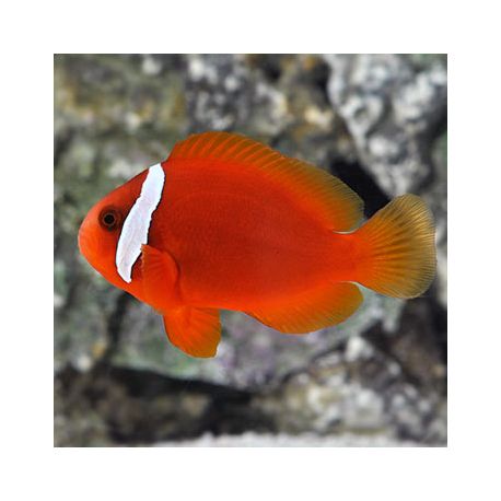 Amphiprion Frenatus : 2 à 3 cm  Elevage