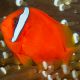 Amphiprion Frenatus : 2 à 3 cm  Elevage