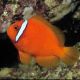 Amphiprion Frenatus : 2 à 3 cm  Elevage