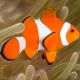 Amphiprion Ocellaris 4-6 cm sauvage (lot de 2) 54,50 €