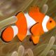 Amphiprion Ocellaris 3-4 cm elevage 17,90 €