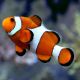 Amphiprion Ocellaris 3-4 cm elevage 17,90 €