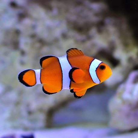 Poissons Clowns Pomacentrides Amphiprion Ocellaris 1 5 2 5 Cm Lo Poissons Clowns Pomacentrides Amphiprion Ocellaris 1 5 2 5 Cm Lo
