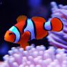Amphiprion Percula :  3-4 cm  élevage