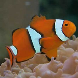 Amphiprion Percula :  3-4 cm  élevage