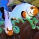 Amphiprion Ocellaris "Platinium" 5-5.5 cm 59,50 €