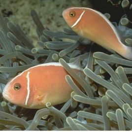 Amphiprion Perideraion : 3 à 4 cm  