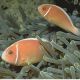 Amphiprion Perideraion : 4 à 7 cm  17,90 €