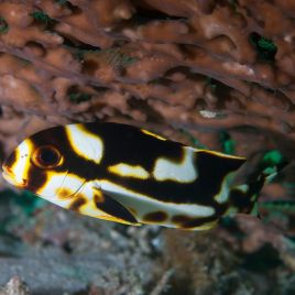 Plectorynchus orientalis : 8-10 cm  