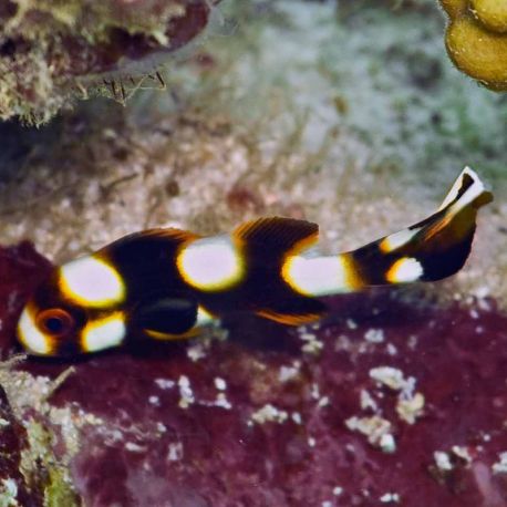 Plectorhinchus orientalis : 6-8 cm  