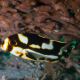 Plectorhinchus orientalis : 10 à 15 cm  