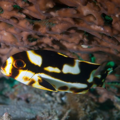 Plectorhinchus orientalis : 10 à 15 cm  