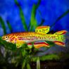 Fundulopanchax gardneri Gold le couple