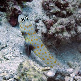 Amblyeleotris guttata : 3 à 4 cm  