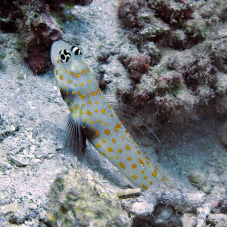 Amblyeleotris guttata : 3 à 4 cm  