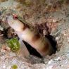 Amblyeleotris gymnocephala 5-7 cm