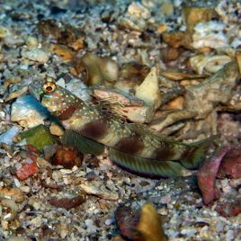 Amblyeleotris latifasciata : 6 à 10 cm  