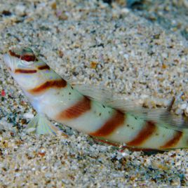 Amblyeleotris diagonalis : 4 à 7 cm  19,50 €