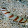 Amblyeleotris diagonalis : 4 à 7 cm