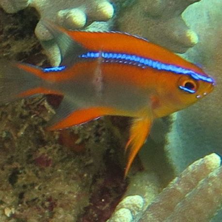 Neoglyphidodon polyacanthus 2-3 cm