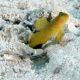 Cryptocentrus cinctus jaune-brun : 3-4 cm  