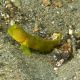 Cryptocentrus cinctus jaune-brun : 3-4 cm  