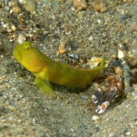 Cryptocentrus cinctus jaune-brun : 3-4 cm  