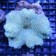 Sarcophyton sp. Vert 10 cm 59,50 €