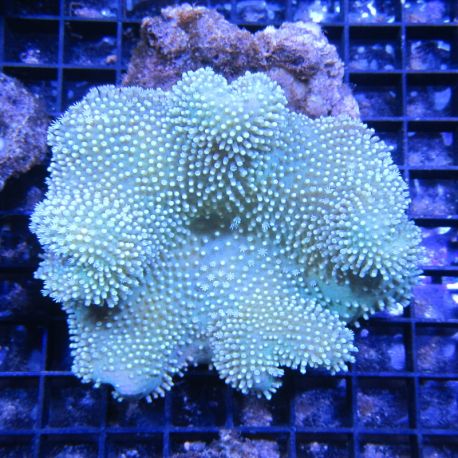 Sarcophyton sp. Vert 10 cm 59,50 €