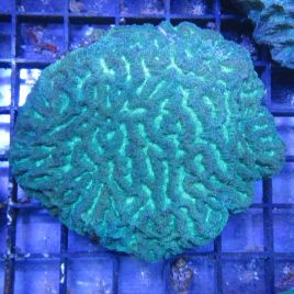 Platygyra vert 5-8 cm  87,50 €