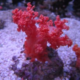 Scleronephthya sp.-corail fraise orange 10-15 cm