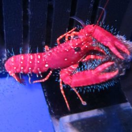 Enoplometopus occidentalis - homard rouge 10-15 cm