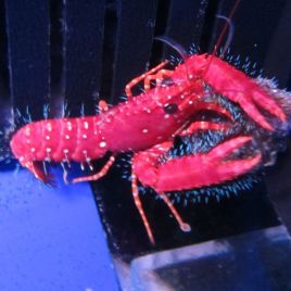 Enoplometopus occidentalis - homard rouge 8 cm