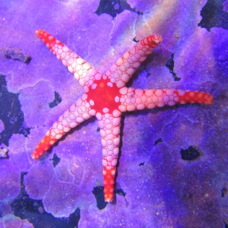 Fromia monilis - étoiles à pattes rouges 6-8cm