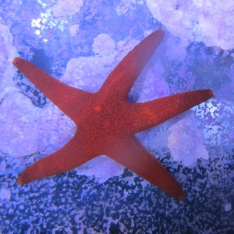Fromia milleporella étoile rouge mouchetée 3-4 cm