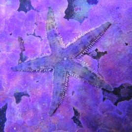 Archaster typicus - étoiles* nettoyeuses de sable