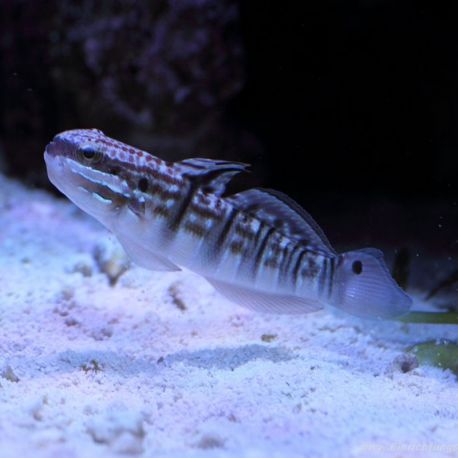Amblygobius phalaena : 4 à 5 cm  