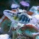 Amblygobius phalaena : 5 à 7 cm  