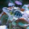 Amblygobius phalaena : 5 à 7 cm