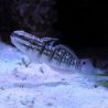 Amblygobius phalaena : 7 à 10 cm