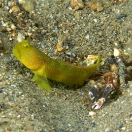 Cryptocentrus cinctus & Alpheus sp : 4 à 7 cm  57,50 €