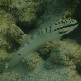 Amblygobius bynoensis 7-10 cm