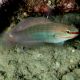 Amblygobius Decussatus 4-7 cm